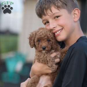 Montana, Mini Goldendoodle Puppy